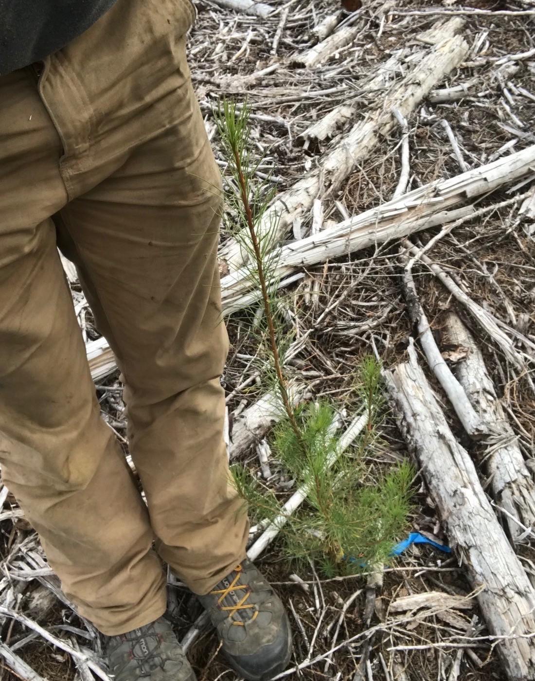 Larch seedling grown in 2017 and planted in April of 2018 Picture of larch sapplings in Interior British Columbia