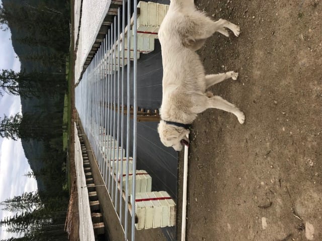 Frank the Dog What is a tree nursery in salmon Arm without a dog? Frank is our Team Mascot