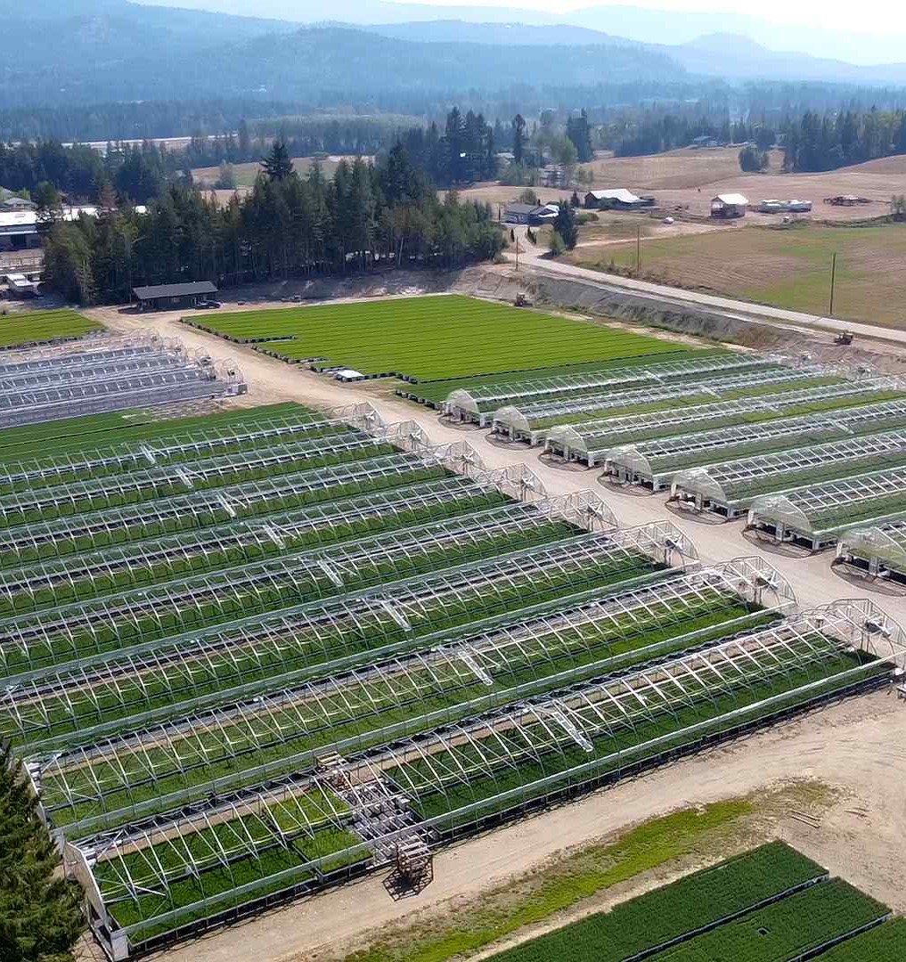 Image of Mt. Ida Nursery forestry trees greenhouse.